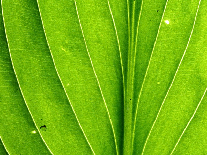 阿闻宠物上海有哪些点（阿闻宠物是哪家公司）